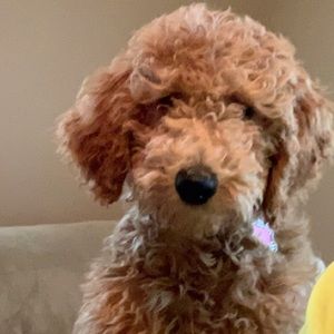 Meet your Posher, Larry